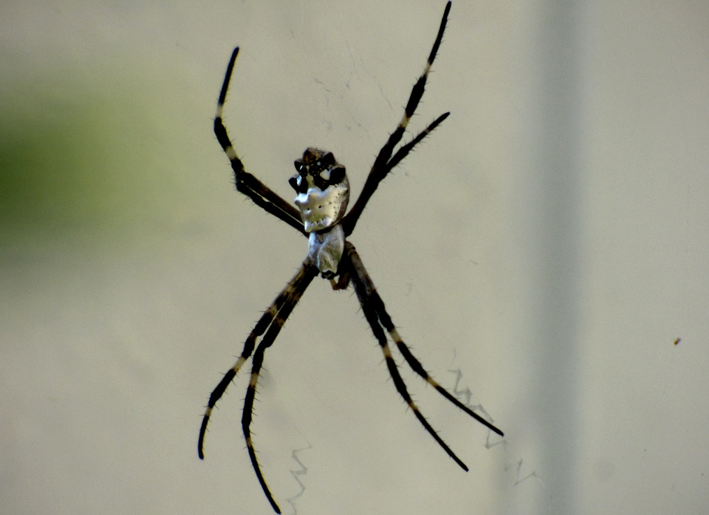 argiope argentata
