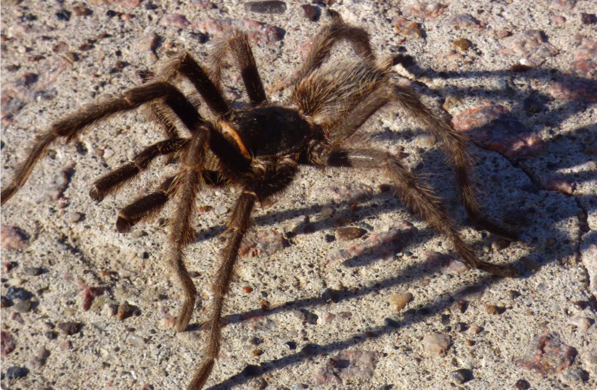 Grammostola doeringi