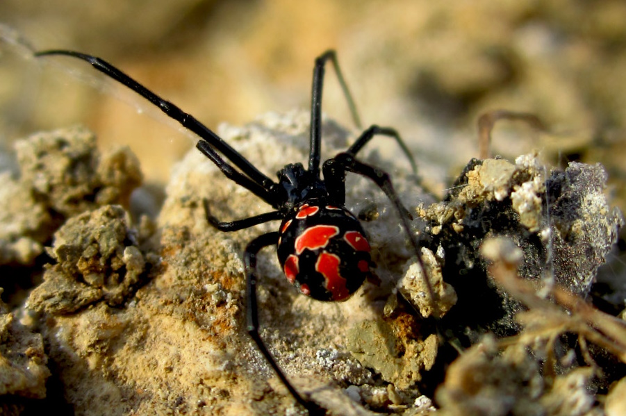 latrodectus mirabilis