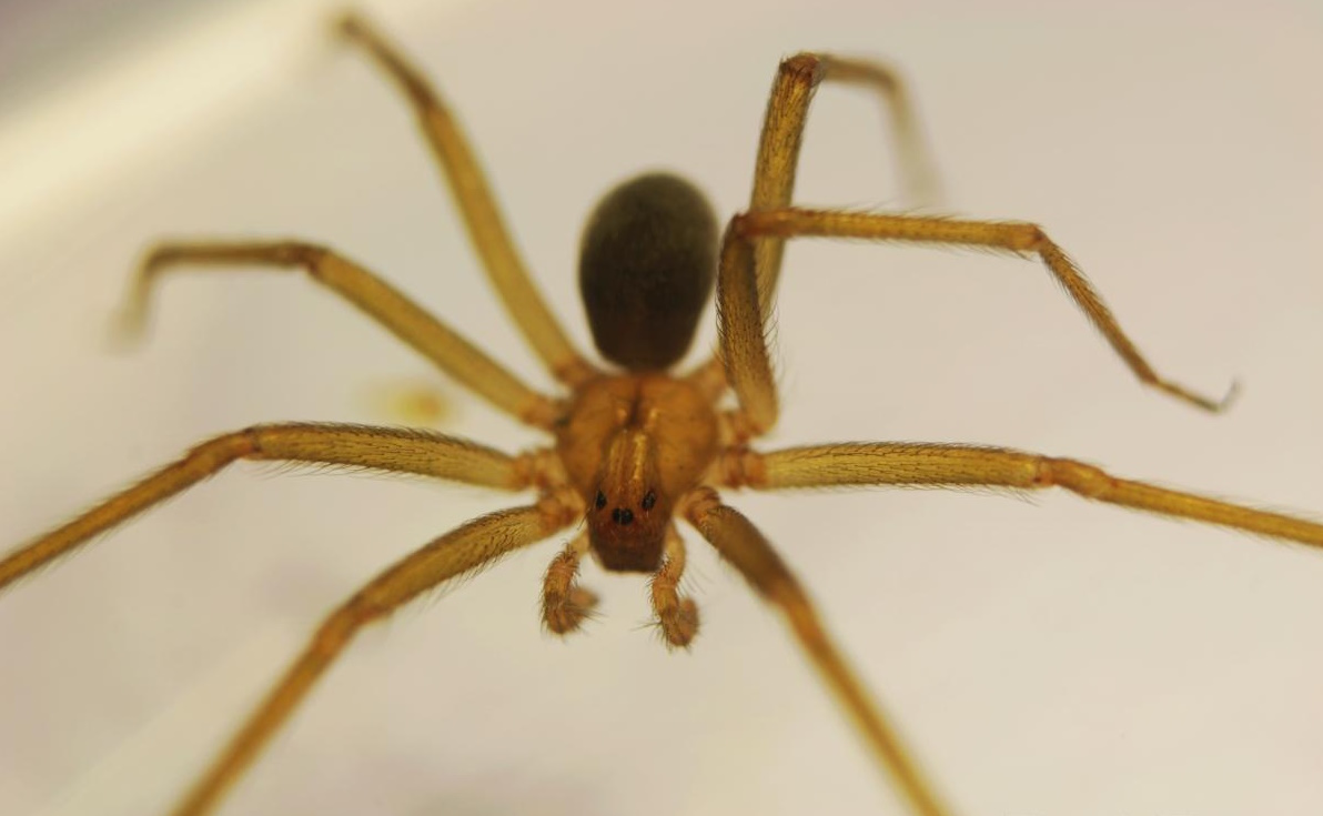 loxosceles laeta