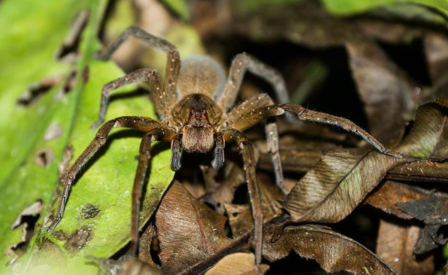 phoneutria nigriventer