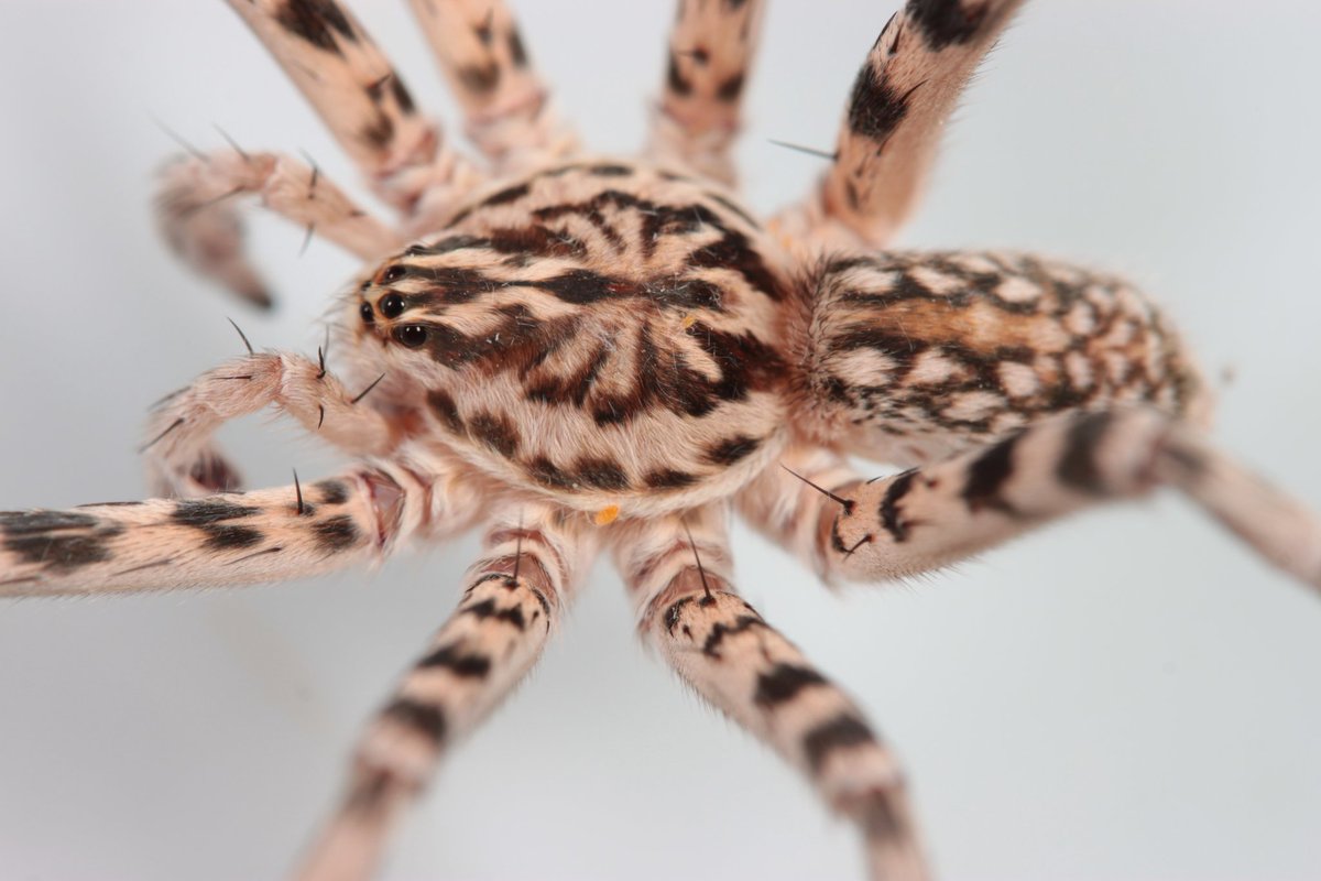 Xenoctenus