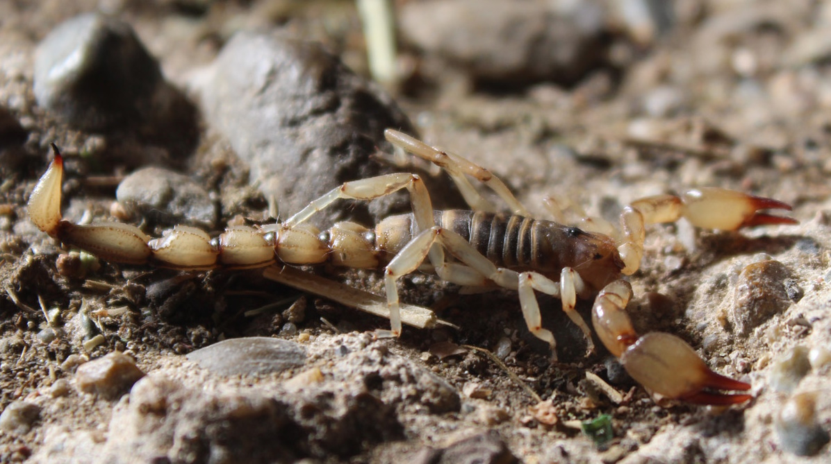 Bothriurus burmeisteri