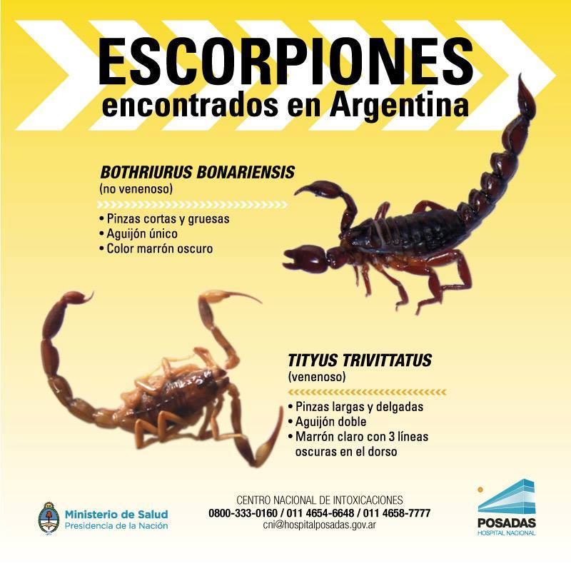  arañas de importancia médica