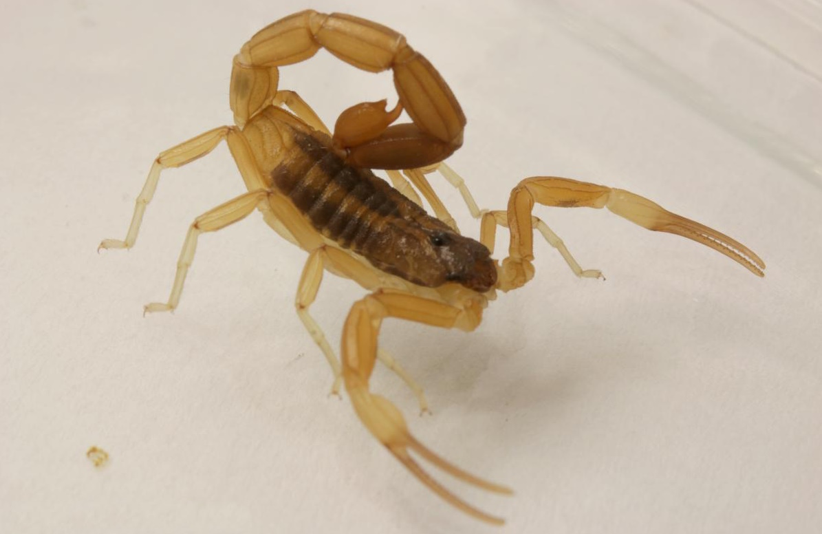 Tityus carrilloi
